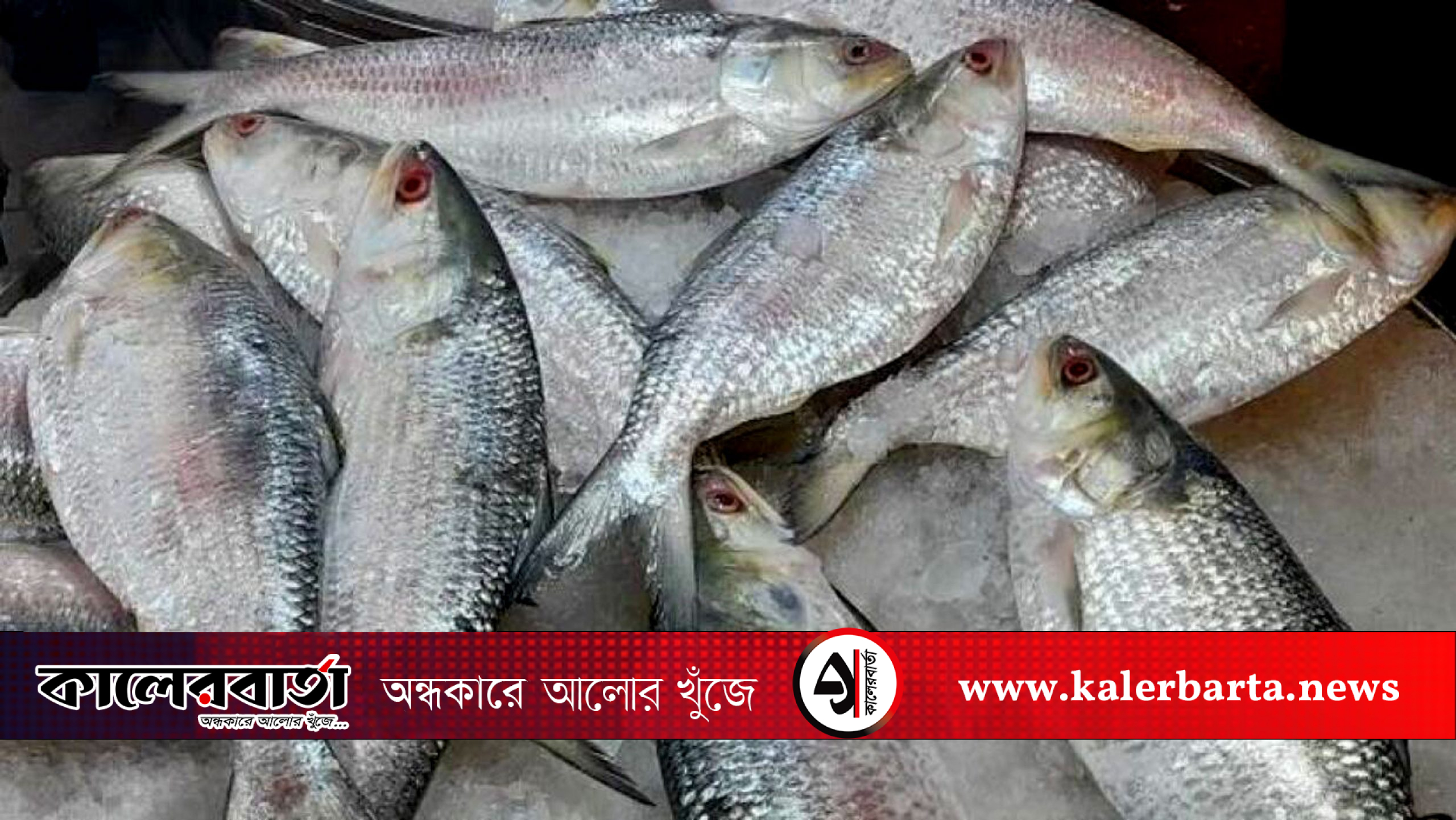 মা ইলিশ রক্ষায় ৪ অক্টোবর থেকে ইলিশ ধরায় নিষেধাজ্ঞা