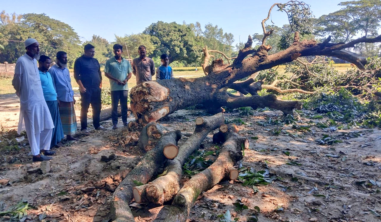 কুলিয়ারচরে সরকারি জায়গা থেকে দুই লক্ষ টাকা মূল্যের গাছ কাটার অভিযোগ, কালের বার্তা