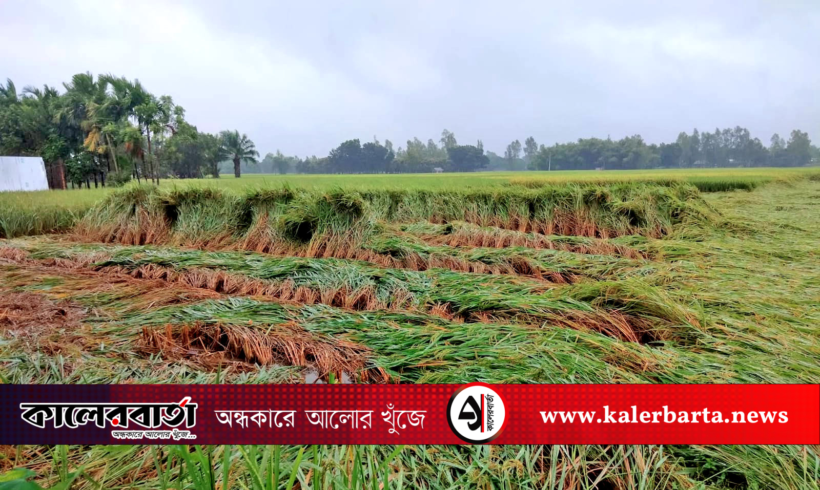 খানসামায় রোপা আমন খেত ডুবিয়ে দিয়েছে বন্যার পানি, কৃষকের মুখে হতাশা, কালের বার্তা
