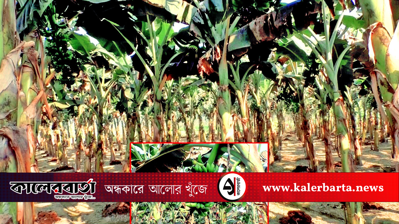 গোবিন্দগঞ্জে কলা চাষে সোনালী হাসি- বাম্পার ফলনে মুখে হাসি কৃষকের, কালের বার্তা