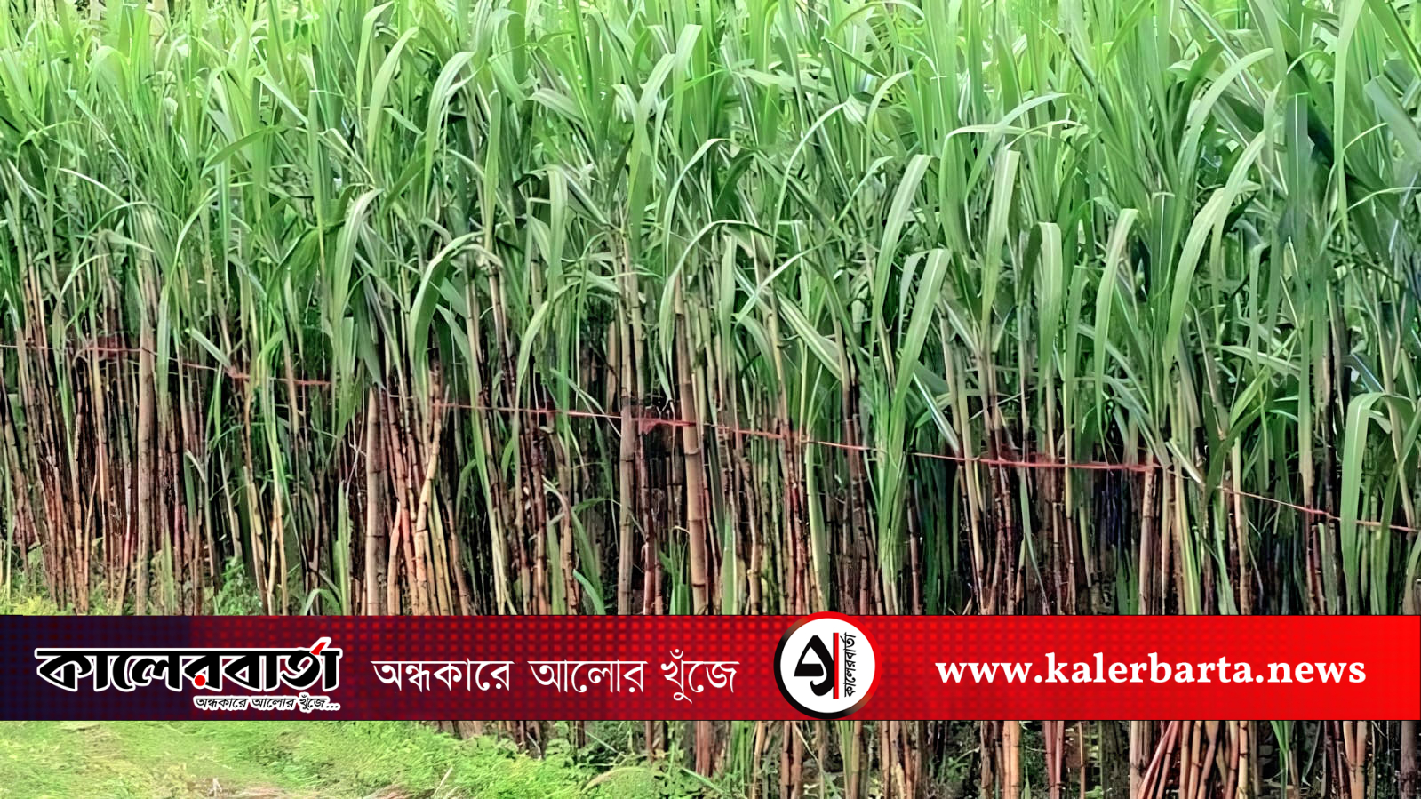 চিনিকল চালুর ওপর নির্ভর করছে কাহারোলের কৃষি ভবিষ্যৎ, কালের বার্তা