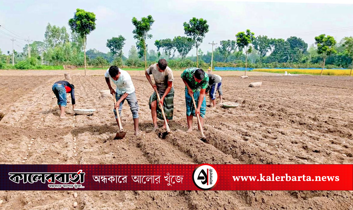 দিনাজপুরে আগাম আলু চাষে কঠিন লড়াই, কালের বার্তা