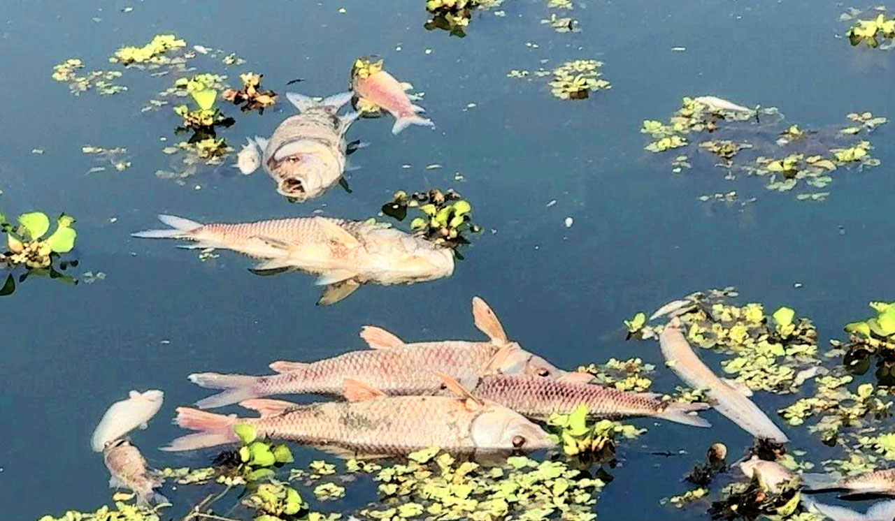 নবাবগঞ্জে জামায়াত নেতার পুকুরে বিষ প্রয়োগে ১০ লাখ টাকার ক্ষতি, কালের বার্তা