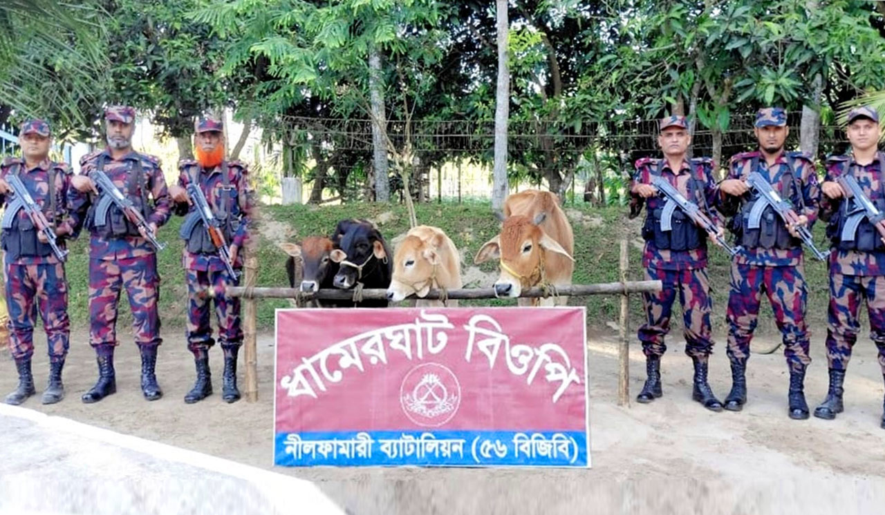 পঞ্চগড় সীমান্তে চার লাখ টাকা মূল্যের ৪টি ভারতীয় গরু উদ্ধার করেছে বিজিবি, কালের বার্তা