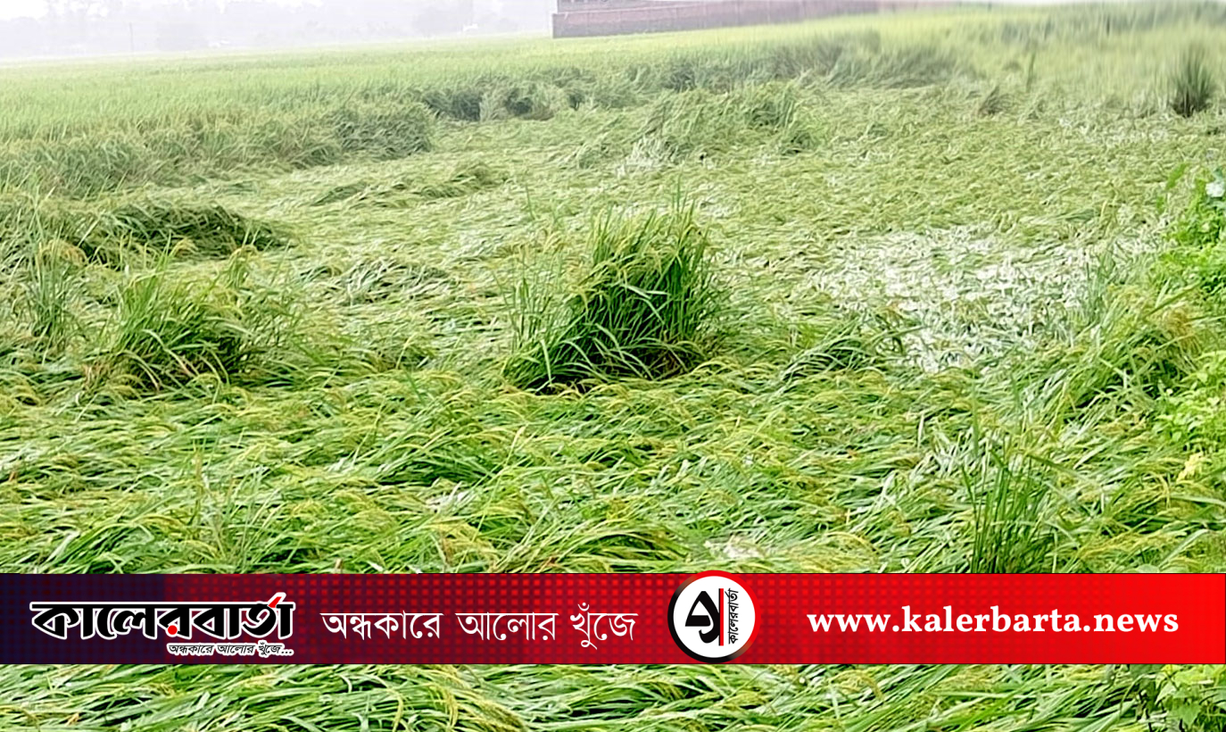 পাঁচবিবিতে বৃষ্টিতে আমন ধানের ক্ষতি, কালের বার্তা