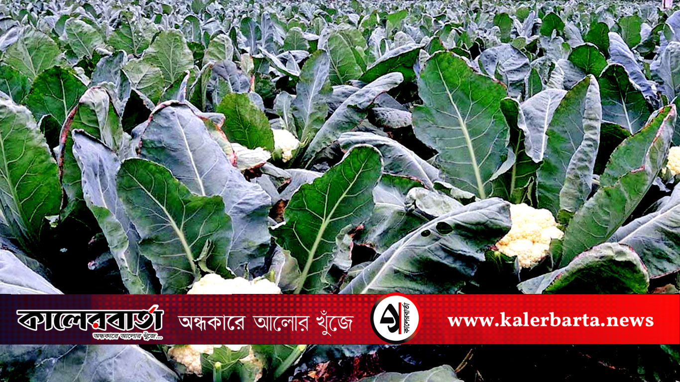 শীত আসার আগেই ফুলকপি চাষে লাভের মুখ দেখছেন দিনাজপুরের কৃষকরা, কালের বার্তা