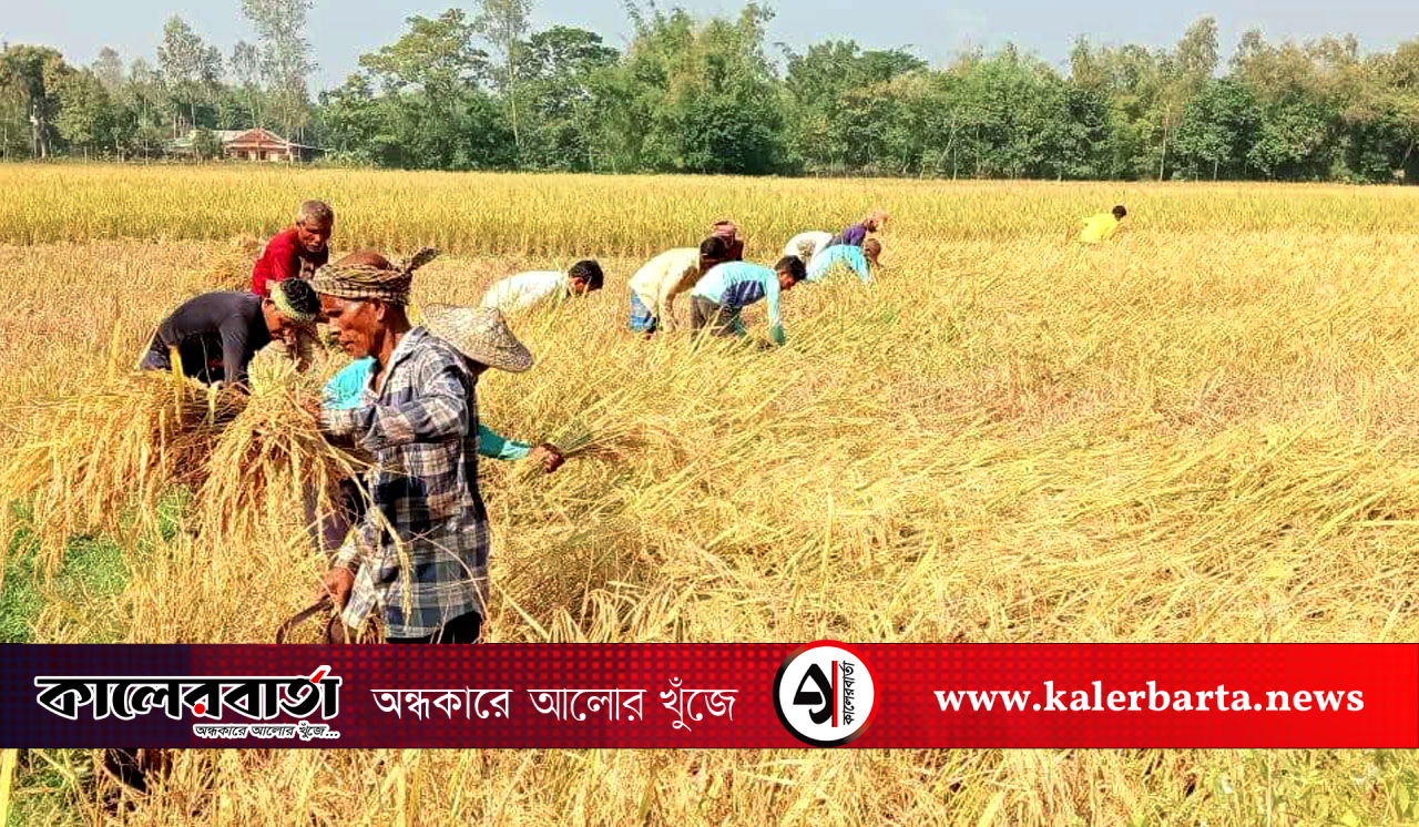 শ্রীমঙ্গলে আমন ধান কাটা শুরু: কৃষকের মুখে হাসি, কালের বার্তা