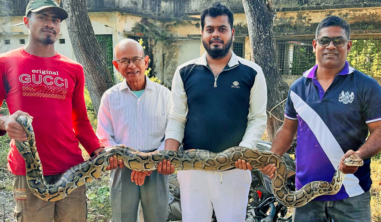 শ্রীমঙ্গলে ঝোপের ভেতর ১২ ফুটের অজগর উদ্ধার, কালের বার্তা