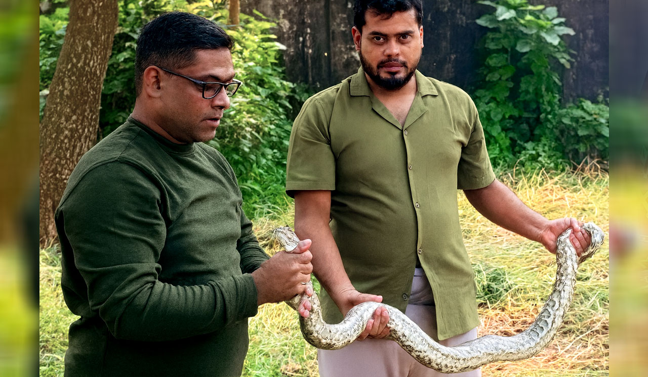 শ্রীমঙ্গলে ধানখেত থেকে অজগর উদ্ধার: পরে বন্যপ্রাণী বিভাগে হস্তান্তর, কালের বার্তা