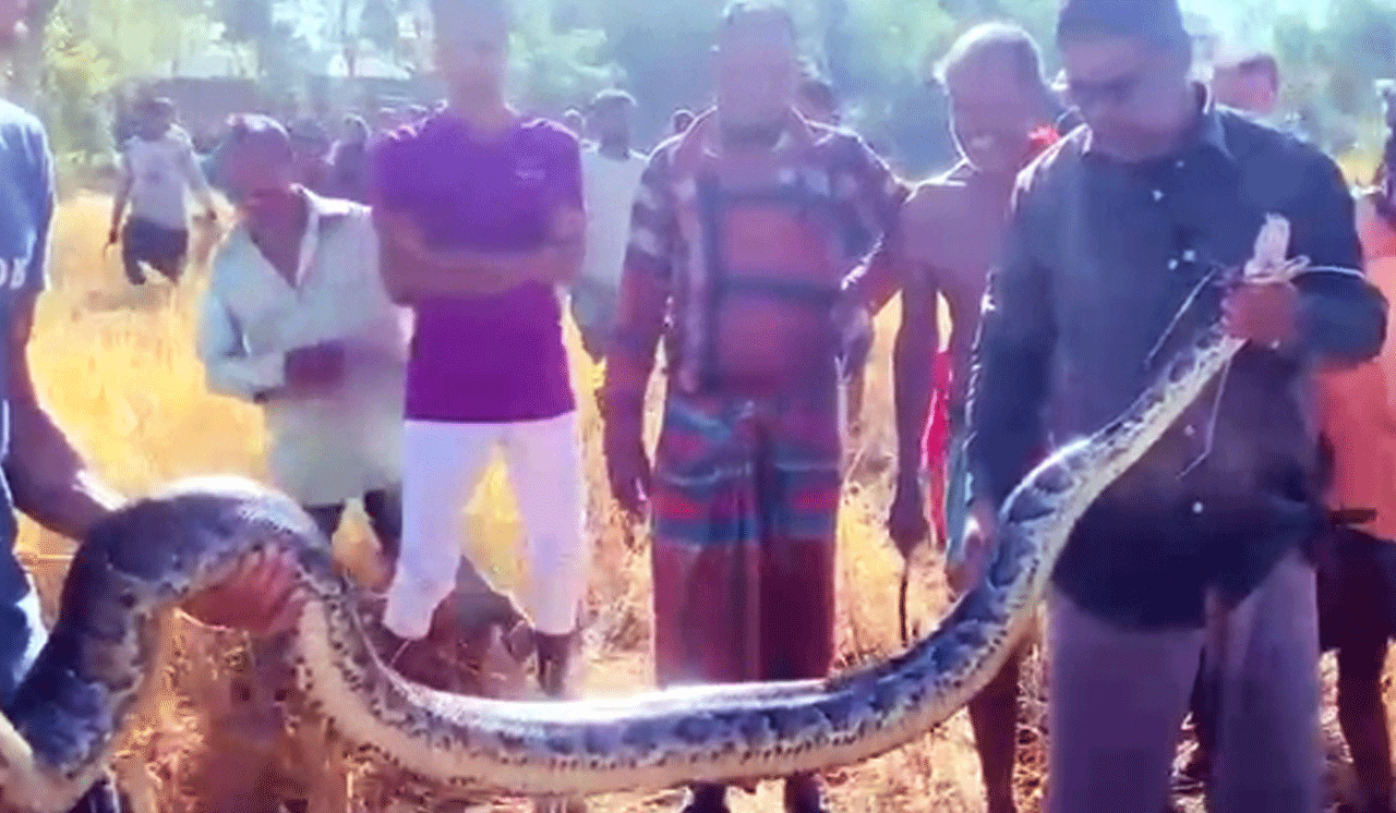শ্রীমঙ্গলে ১১ ফুট দীর্ঘ অজগর উদ্ধার, কালের বার্তা