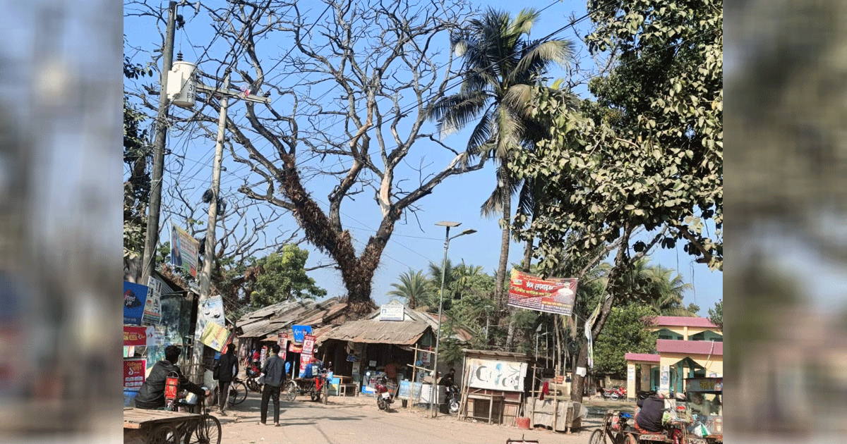 তালায় মৃত শিশুগাছ ঝুঁকিপূর্ণ অবস্থায় দাঁড়িয়ে : যে কোনো মুহূর্তে প্রাণহানির শঙ্কা
