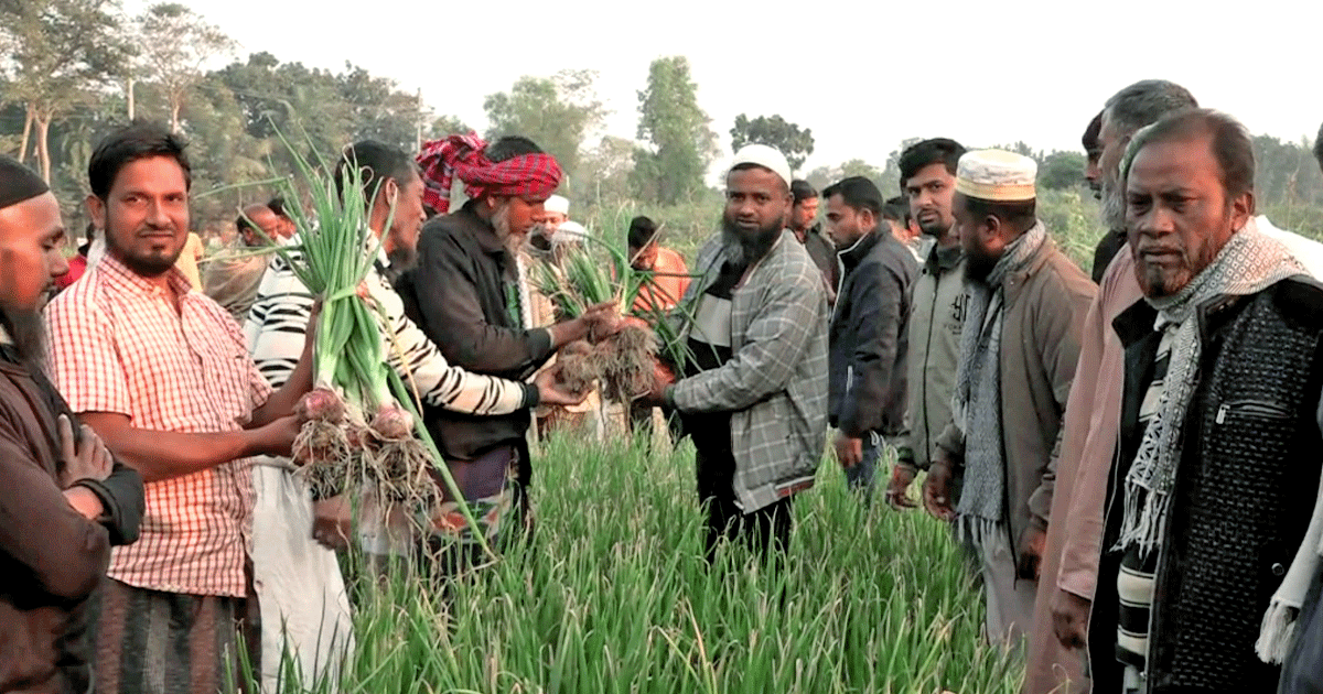 নাটোরে পেঁয়াজ চাষিদের নিয়ে মাঠ দিবস অনুষ্ঠিত