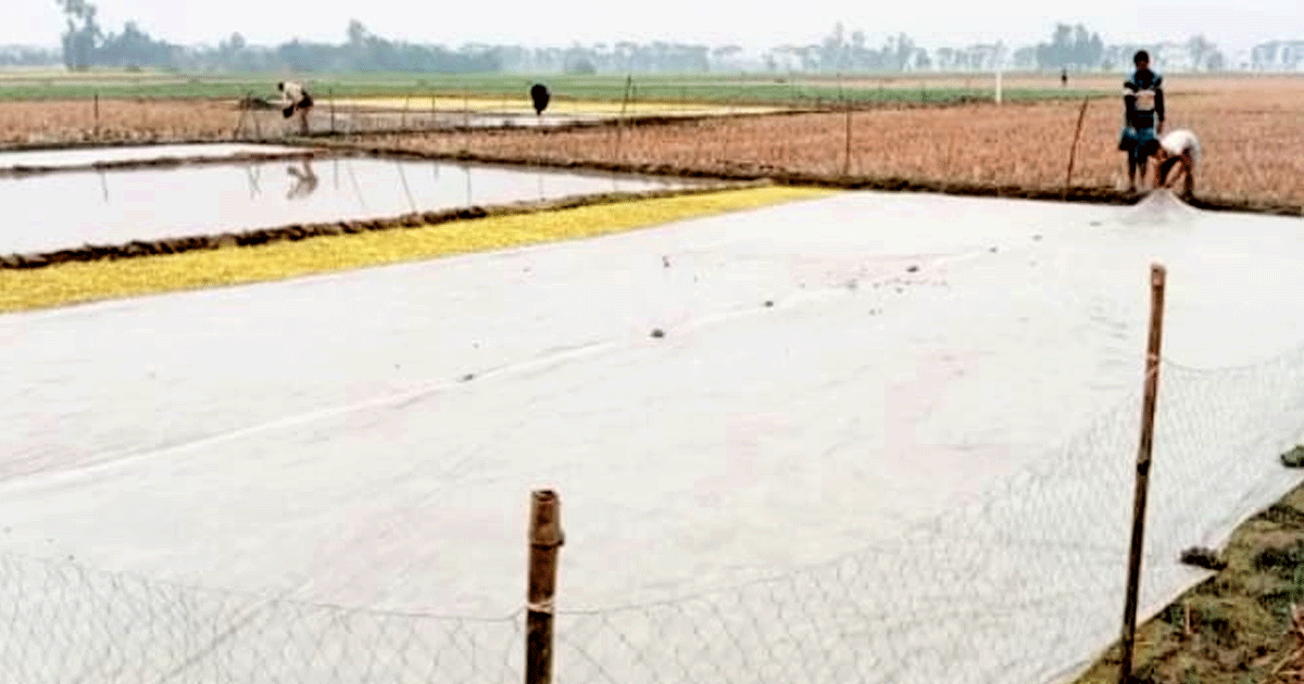 পাঁচবিবিতে শীত-কুয়াশায় বীজতলার ক্ষতি