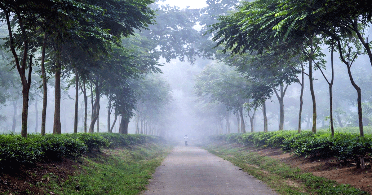 হাড় কাঁপানো শীতে কাঁপছে শ্রীমঙ্গল : সর্বনিম্ন তাপমাত্রা ৮.৬ ডিগ্রি