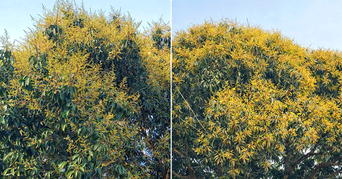 গাছে গাছে আমের মুকুল: ছড়াচ্ছে পাগল করা ঘ্রাণ