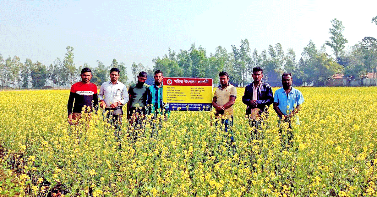 প্রণোদনা ও আধুনিক প্রযুক্তিতে শ্রীমঙ্গলে সরিষার ব্যাপক ফলনের আশা
