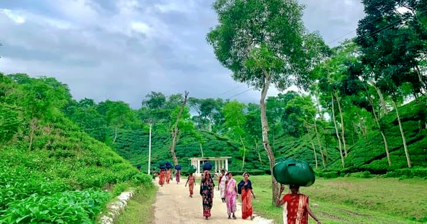 সদ্য সমাপ্ত মৌসুমে দেশে ১৮ লাখ ৭০ হাজার কেজি বেশি চা উৎপাদন