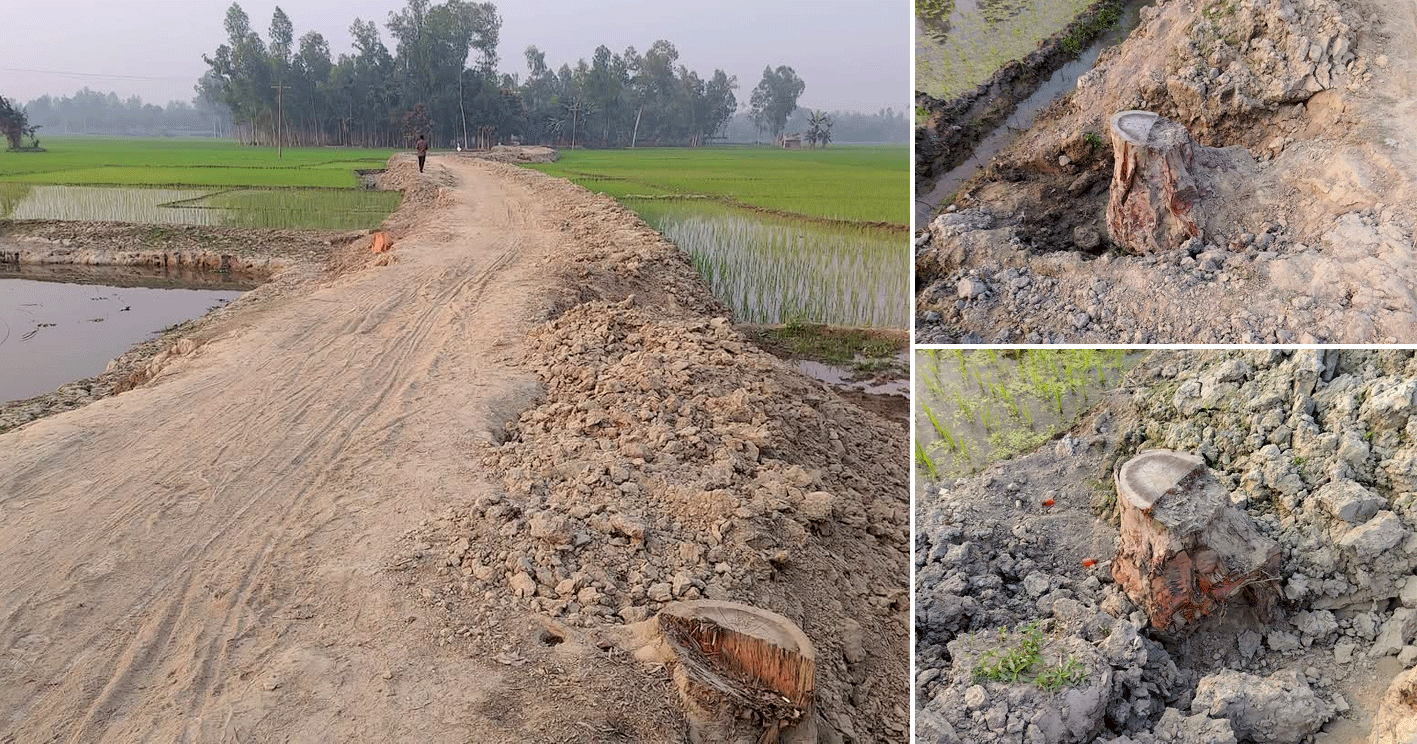 পলাশবাড়ী পৌর শহরে সড়কের গাছ চুরি: চিহ্নিত চক্রের বিরুদ্ধে আইনি ব্যবস্থা গ্রহণের দাবি