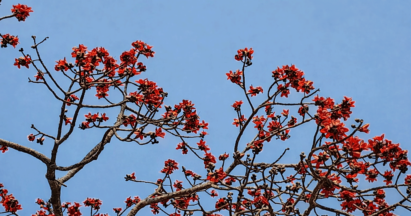 বসন্তের নান্দনিক সৌন্দর্যে রাঙা শিমুল ফুলে মোহিত শ্রীমঙ্গল
