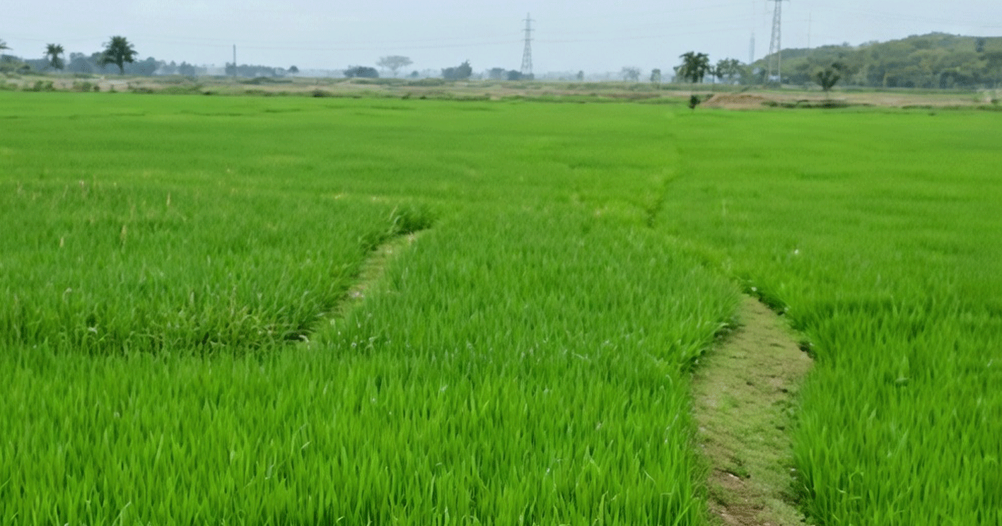 জ্বালানি তেলের তীব্র সংকট: বোরো চাষিদের মাথায় হাত