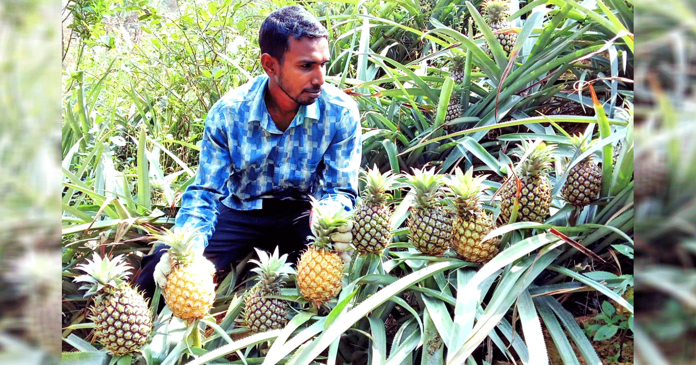 রমজানে শ্রীমঙ্গল-এ আনারসের জমজমাট বাজার, চাহিদা বেড়েছে, সরবরাহও পর্যাপ্ত