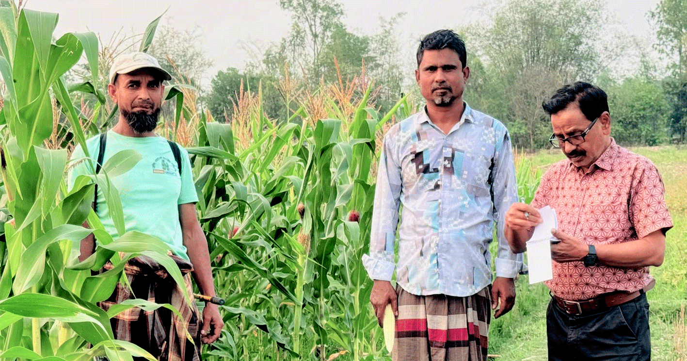 শ্রীমঙ্গলে পতিত জমিতে ভুট্টা চাষে সাফল্য: ৩৩ হেক্টরে আবাদ, ২০টি প্রদর্শনী প্লট