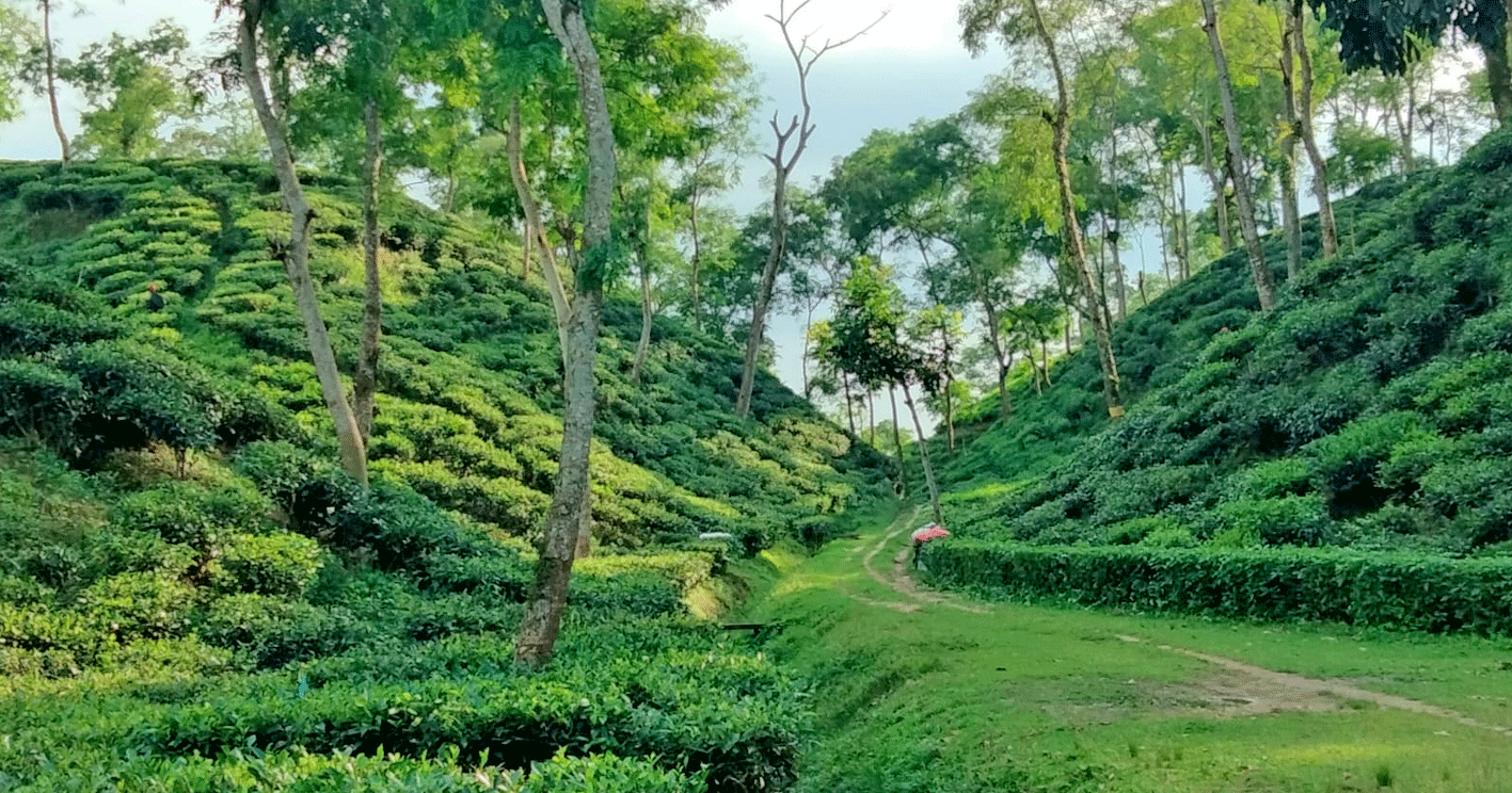 শ্রীমঙ্গলে ৩৬ মিমি বৃষ্টিপাত রেকর্ড: চা উৎপাদক মহলে স্বস্তি