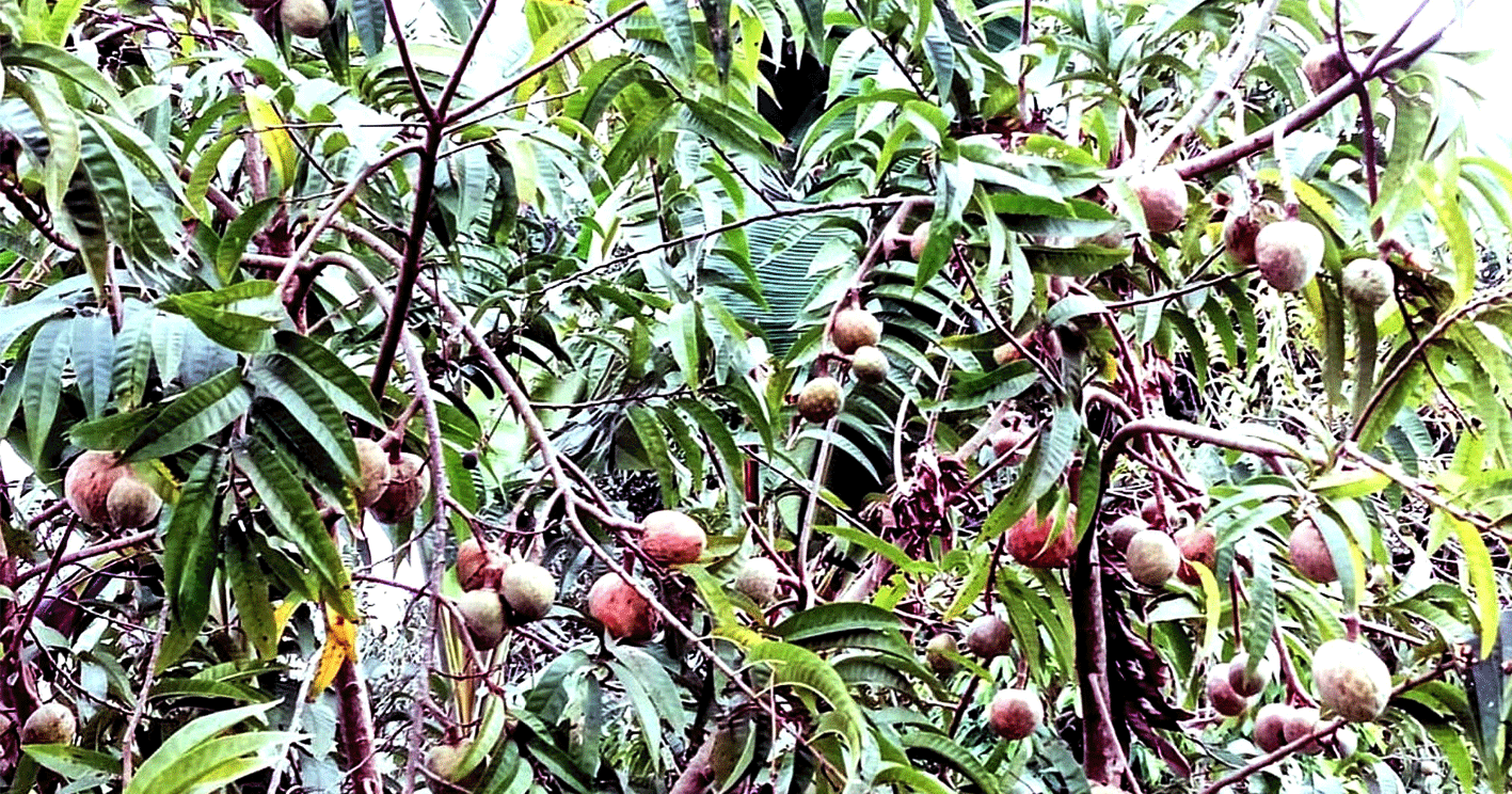 আতাফলে লাখপতি শ্রীমঙ্গলের আতর আলী