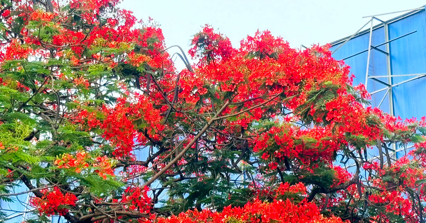 কৃষ্ণচূড়ার লাল ফুলে রঙিন শ্রীমঙ্গলের প্রকৃতি