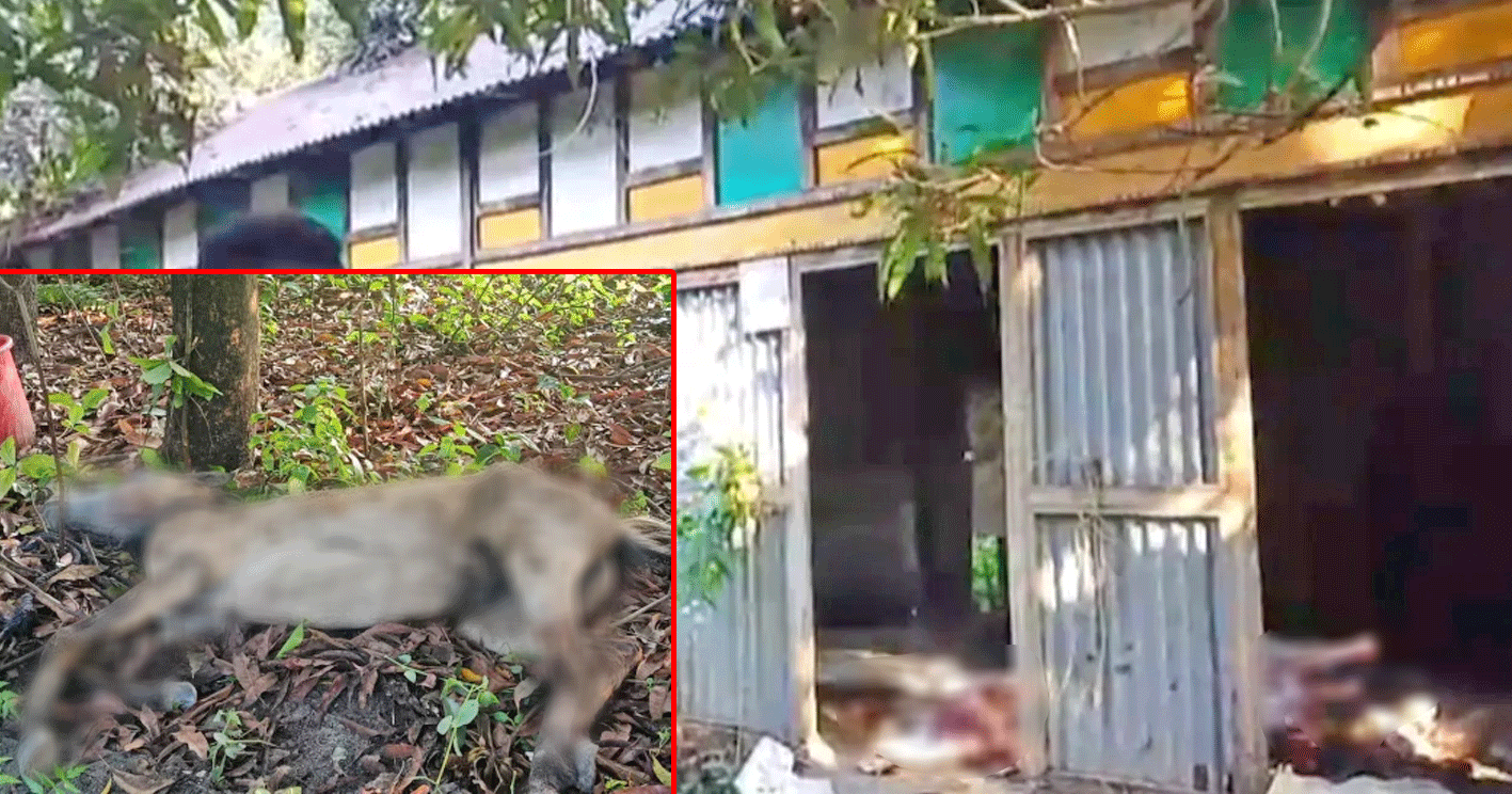 গজারিয়ায় পরিত্যক্ত ঘরে ১৩ ঘোড়া জবাই, উদ্ধার হলো জীবিত শাবক