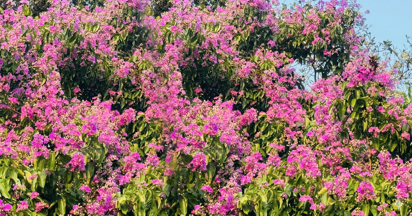 পথের ধারে মুগ্ধতা ছড়াচ্ছে জারুল ফুল