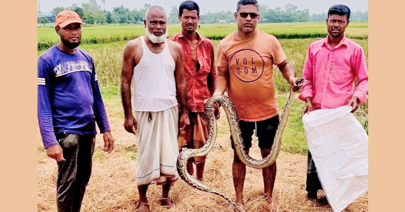 শ্রীমঙ্গলে অজগর উদ্ধার: বন্যপ্রাণী বিভাগে হস্তান্তর