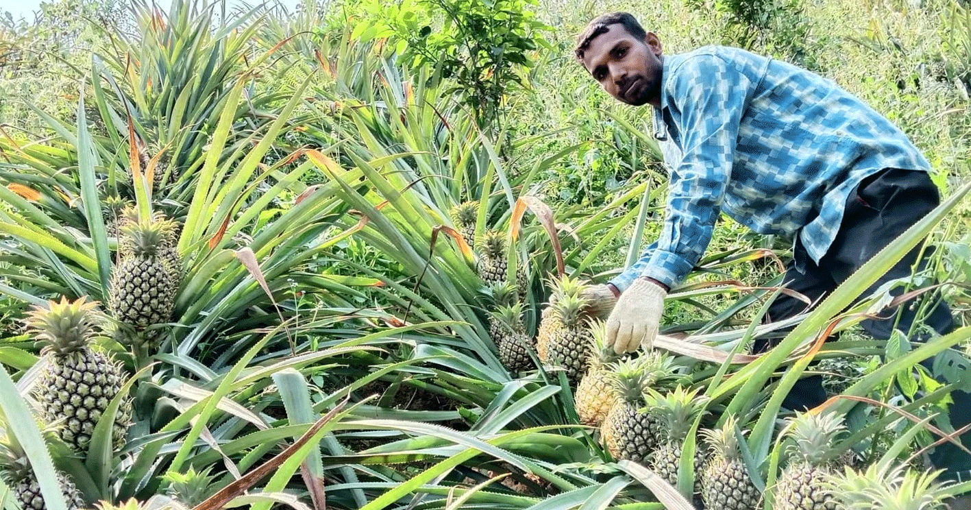 শ্রীমঙ্গলে ‘গোল্ডেন সুইট’ বিপ্লব এমডি-২ আনারস চাষে আতর আলীর বাজিমাত, খুলছে রপ্তানির নতুন দুয়ার