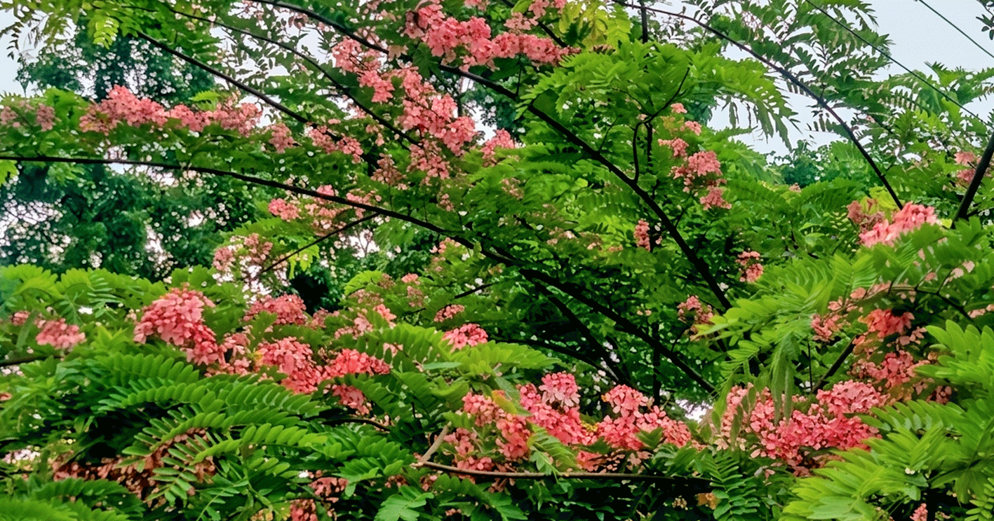 সৌন্দর্য আর মুগ্ধতা ছড়াচ্ছে ক্যাসিয়া জাভানিকা