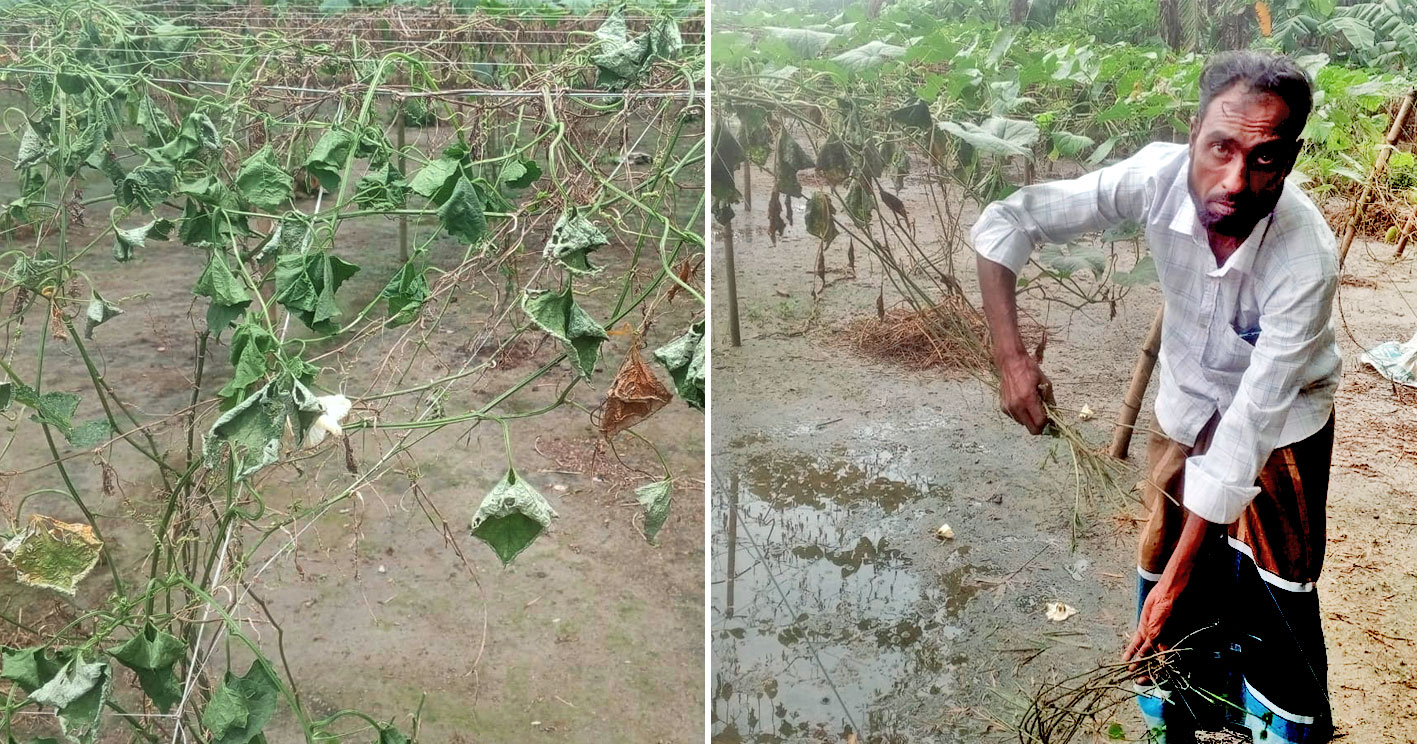 কুলিয়ারচরে রাতের আধারে কৃষকের লক্ষাধিক টাকার সবজি বাগান কর্তনের অভিযোগ, থানায় লিখিত অভিযোগ