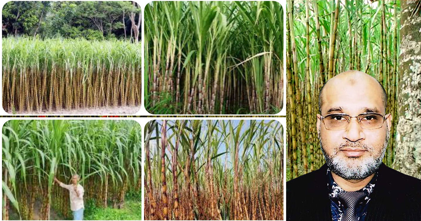 বাংলাদেশের কুষ্টিয়া অঞ্চলে ইক্ষু চাষের সম্ভাবনা কতটুকু?