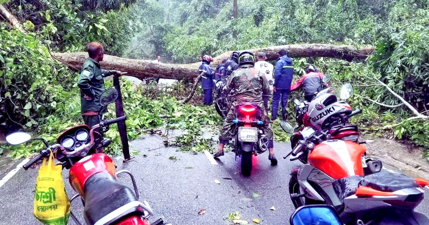 লাউয়াছড়া উদ্যানে ঝড়-বৃষ্টিতে সড়কে গাছ পড়ে, প্রায় ৩ ঘণ্টা যান চলাচল বন্ধ