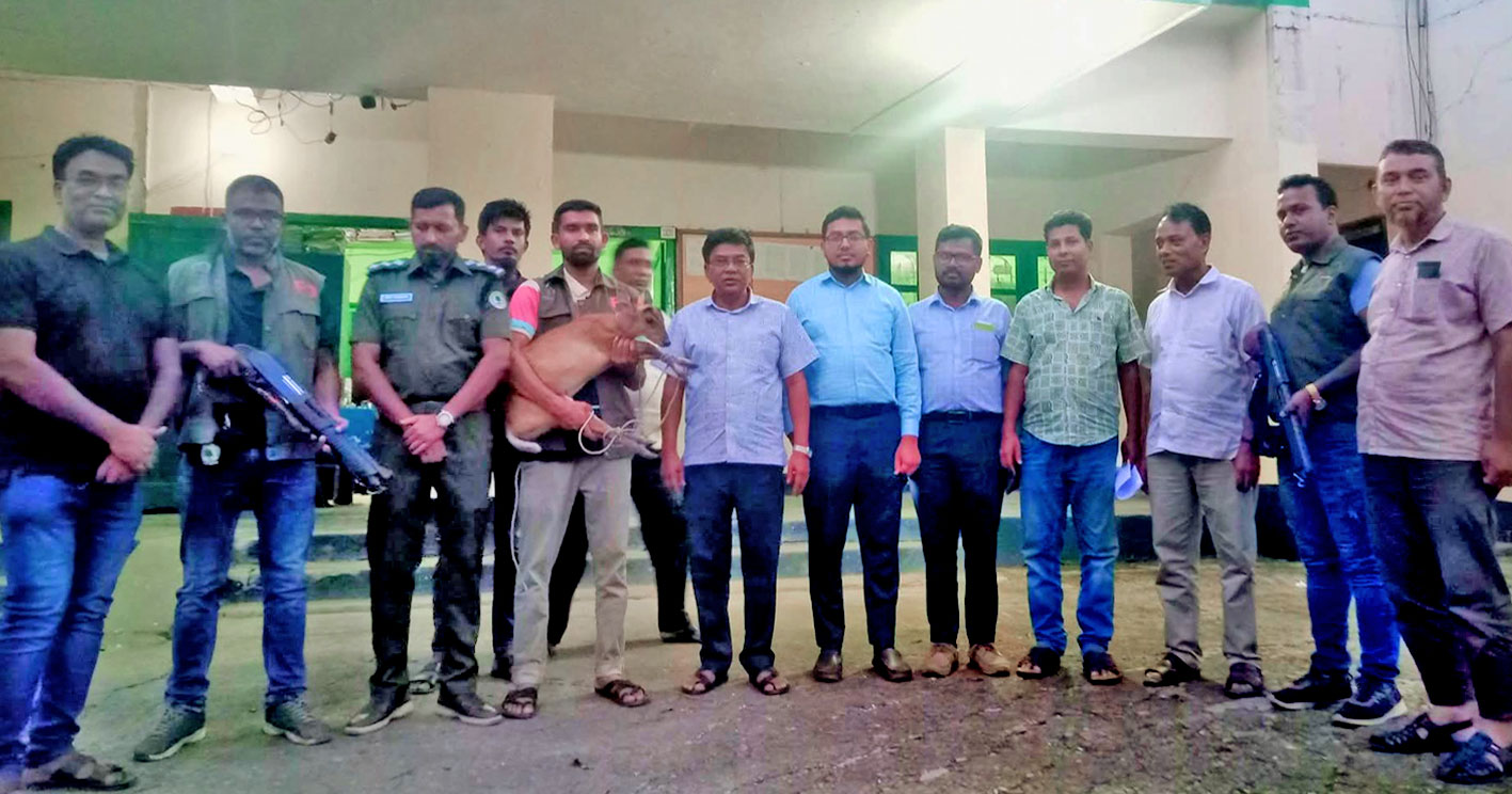 লামায় মায়া হরিণ উদ্ধার