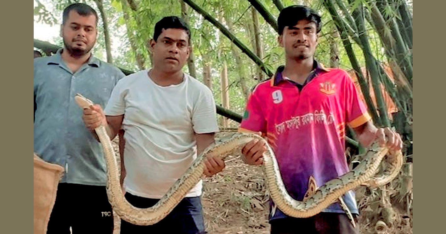 শ্রীমঙ্গলে বিশালাকৃতির অজগর উদ্ধার, বন্যপ্রাণী বিভাগে হস্তান্তর