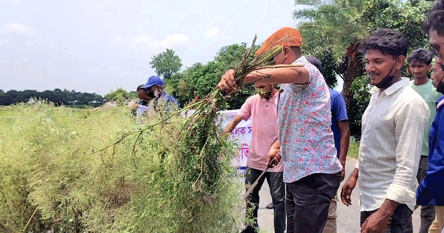 নলডাঙ্গায় পরিবেশকর্মীদের উদ্যোগে বিষাক্ত পার্থেনিয়াম নিধন শুরু