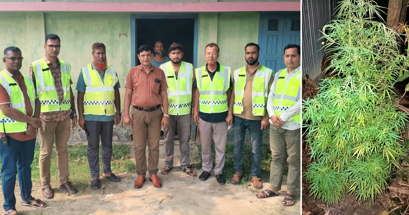পাঁচবিবিতে গ্রাম পুলিশের বাড়ি থেকে গাঁজা গাছ উদ্ধার, ইয়াবাসহ আটক ২