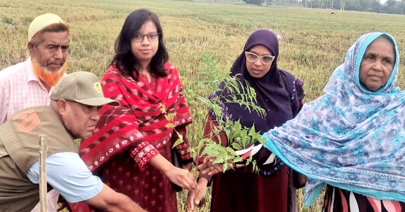 পাঁচবিবির গ্রামীণ সড়কে গাছের চারা রোপণ