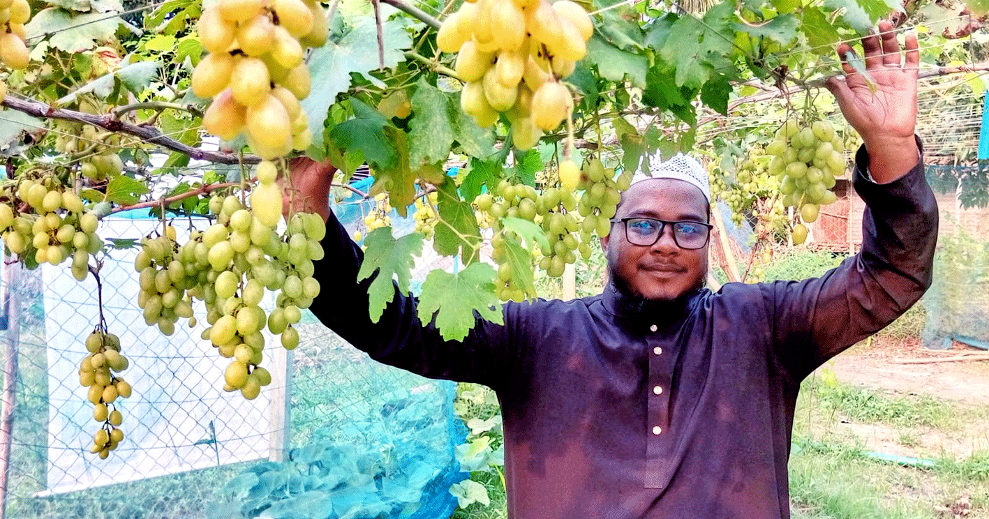 পাঁচবিবির যুবক আঙ্গুর চাষে সফল