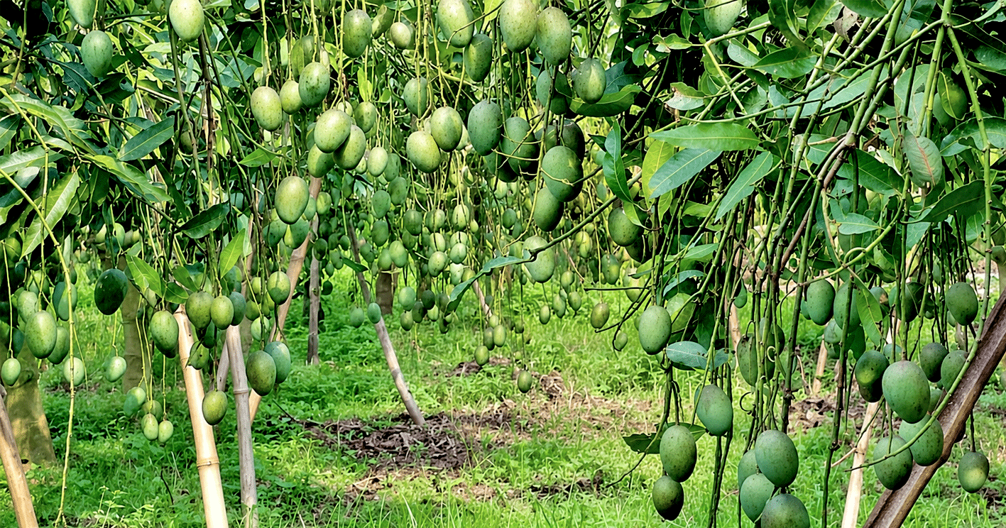 পাতার চেয়ে ফল বেশি, পাঁচবিবিতে তাক লাগানো আমবাগান