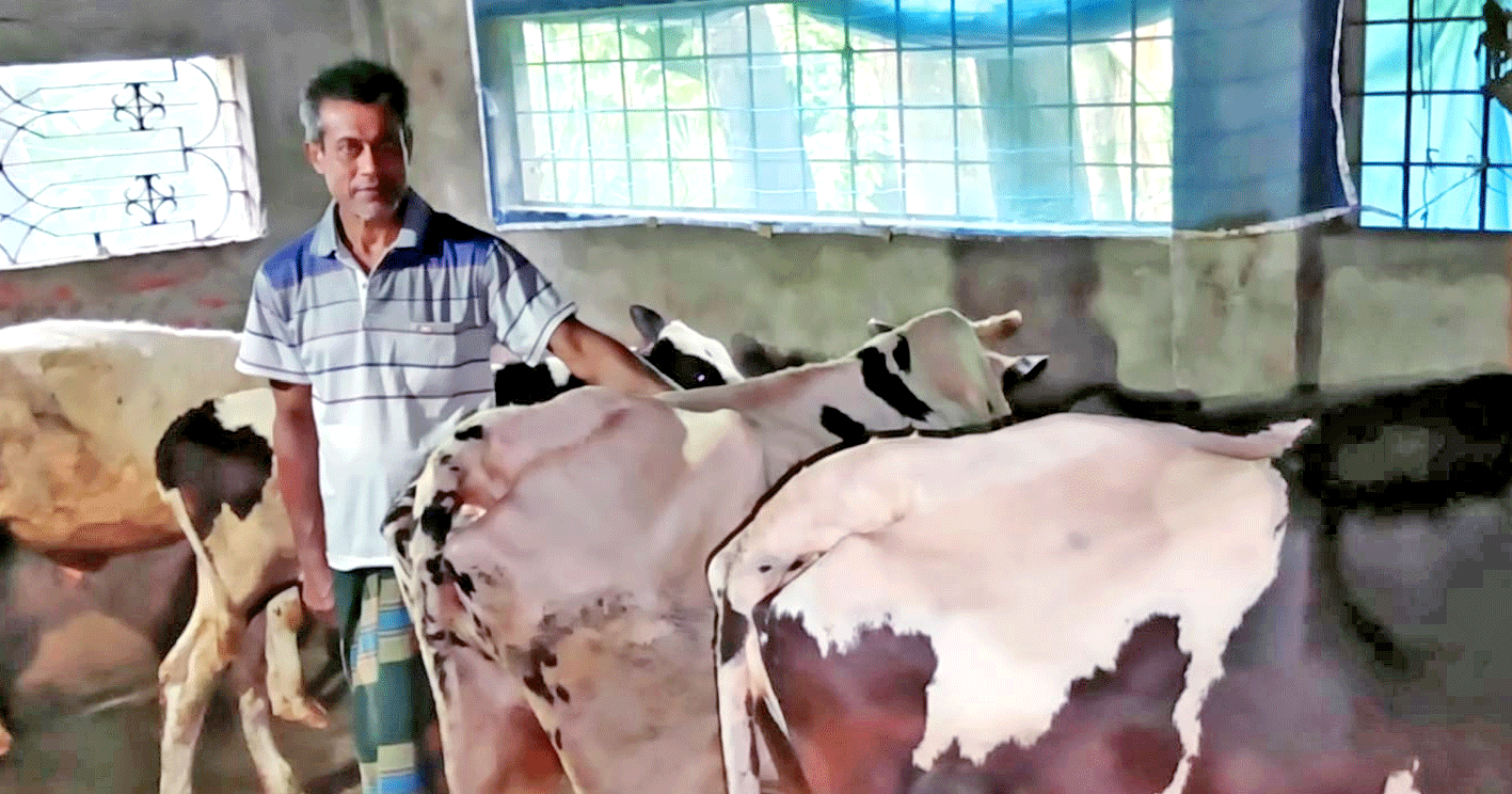 রাজনীতি ছেড়ে এখন গাভী পালন করছেন সাবেক ছাত্রনেতা মাসুদ রানার
