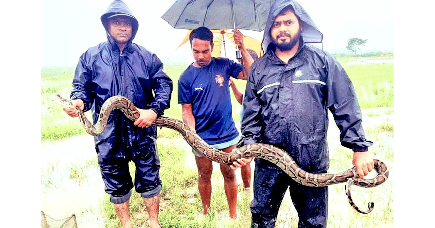 শ্রীমঙ্গলে বিশালাকৃতির অজগর উদ্ধার, বন্যপ্রাণী বিভাগে হস্তান্তর