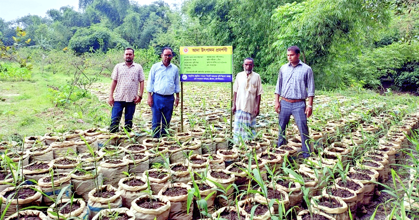 শ্রীমঙ্গলে ২৮ হাজার ৫৫০ বস্তায় আদা চাষ: ২৪ লাখ টাকা আয়ের উজ্জ্বল সম্ভাবনা