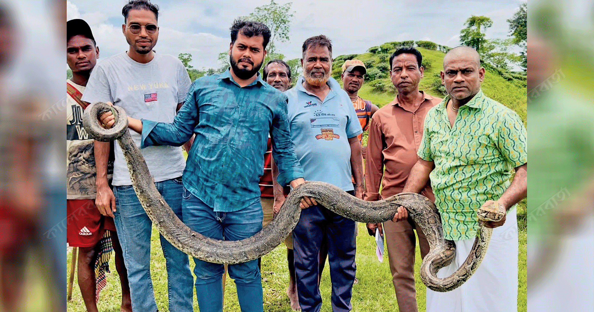 শ্রীমঙ্গলে ১৬ ফুট লম্বা ও ৩০ কেজি ওজনের অজগর উদ্ধার, লাউয়াছড়ায় অবমুক্ত