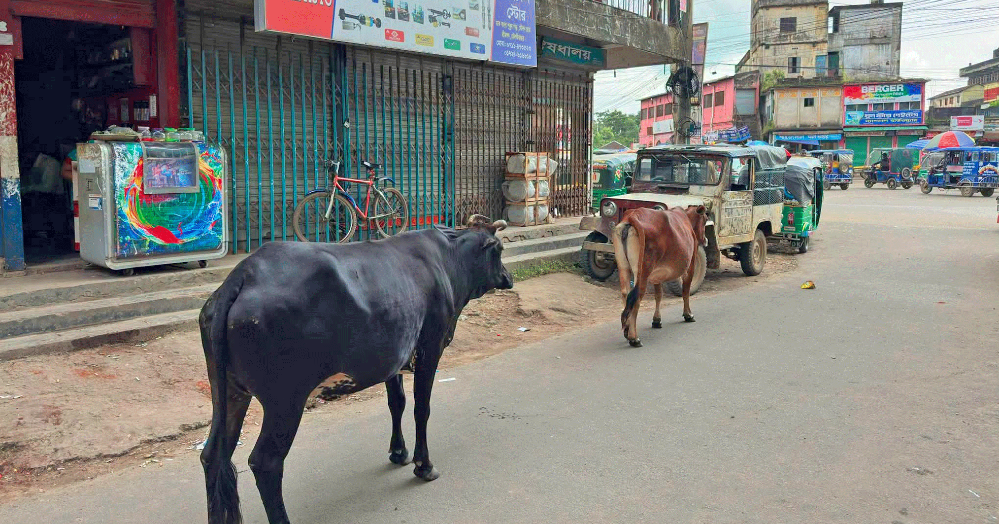 উন্মুক্তভাবে গবাদি পশু ছেড়ে দিলে আইনানুগ ব্যবস্থা: শ্রীমঙ্গল ইউএনও