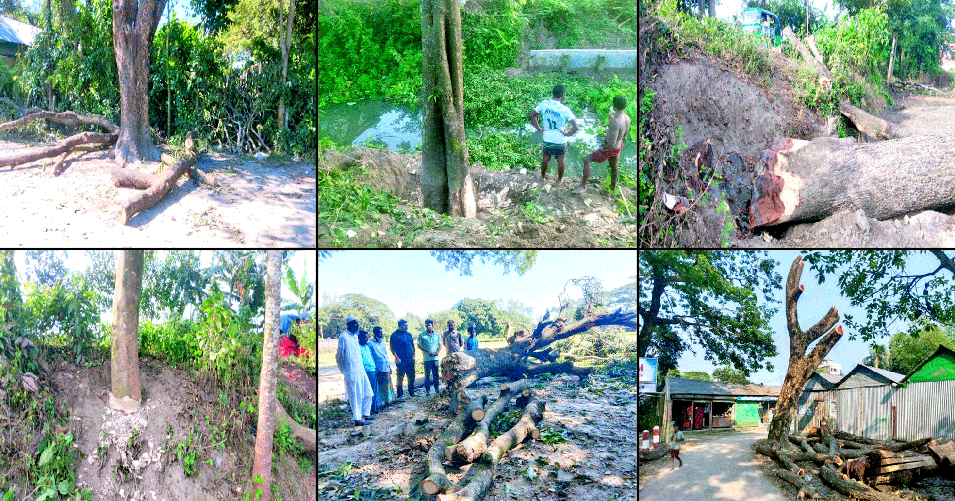 কুলিয়ারচরে সরকারি জায়গা থেকে লক্ষ টাকার গাছ কাটার হিড়িক; নীরব ভূমিকায় প্রশাসন, ক্ষুব্ধ এলাকাবাসী